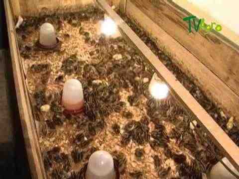 Cría de codornices para obtener huevos: cómo criar codornices para obtener huevos frescos