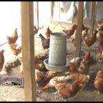 Cría de gallinas de Guinea: cómo criar gallinas de Guinea comercialmente