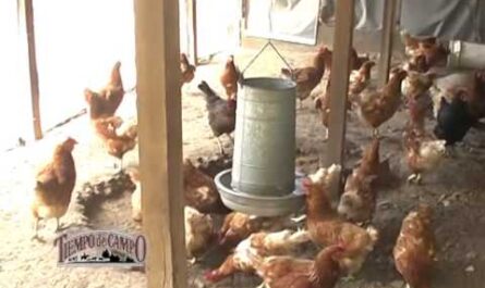 Cría de gallinas de Guinea: cómo criar gallinas de Guinea comercialmente