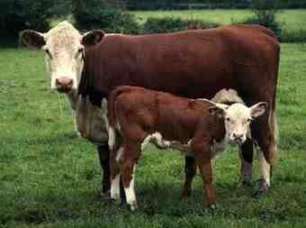 Cría de ganado vacuno: Cómo criar vacas de carne (Guía para principiantes)