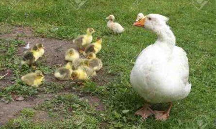 Cría de gansos: cómo criar gansos (guía para principiantes)