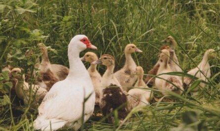 Cría de patos de Ancona: plan de inicio de negocios para principiantes