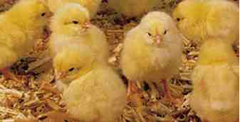 Cría de pollo castaño de Indias: plan de inicio de negocios para principiantes