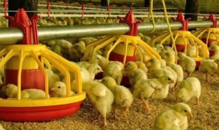 Cría de pollos Appenzeller Spitzhauben: Plan de inicio de negocios