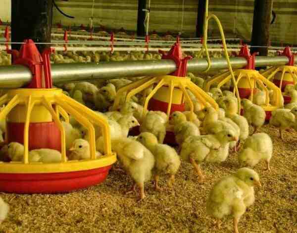 Cría de pollos Ixworth: plan de inicio de negocios para principiantes