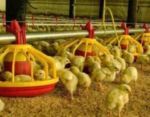 Cría de pollos Lamona: plan de inicio de negocios para principiantes