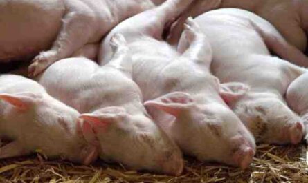Crianza de cerdos: Cómo criar cerdos (Guía para principiantes)