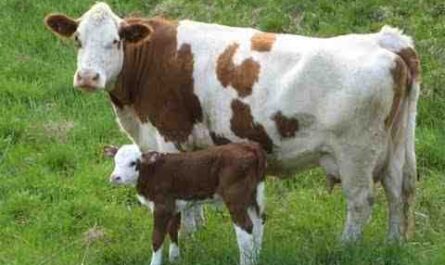 Crianza de ganado: Cómo criar ganado (Guía para principiantes)