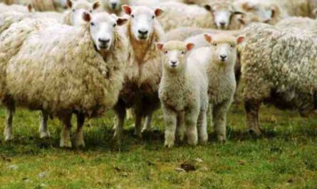 Crianza de ovejas: información completa y guía para principiantes