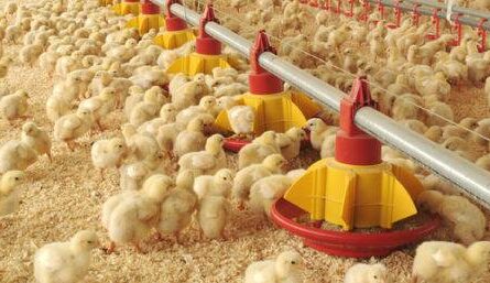 Crianza de pollos a partir de pollitos de un día: cómo criar pollitos