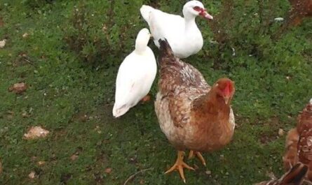 Criar patos con pollos: negocio rentable para principiantes