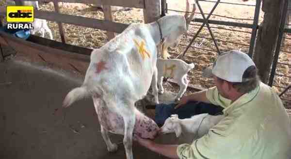 Cuidado de las cabras lecheras: Guía para principiantes de cómo cuidar las cabras lecheras