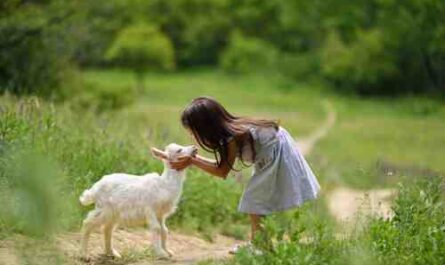 Cuidar cabras en miniatura: cómo cuidar de las cabras en miniatura