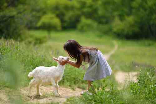 Cuidar cabras en miniatura: cómo cuidar de las cabras en miniatura