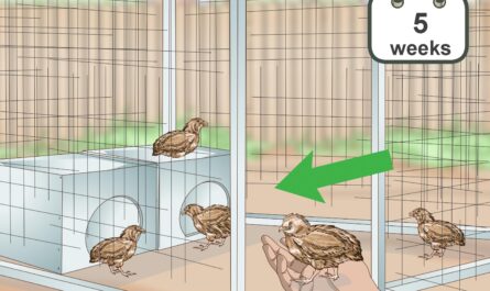 Cuidar polluelos de codorniz: cómo cuidar a los polluelos de codorniz