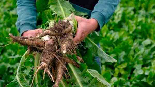 Cultivo de achicoria: cultivo de achicoria orgánica en el jardín de su casa