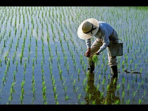 Cultivo de arroz: cómo se cultiva el arroz (guía para principiantes)