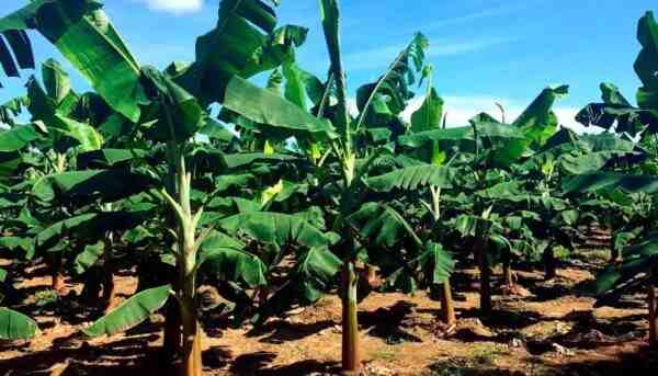 Cultivo de banano: plan de negocios comercial para obtener ganancias
