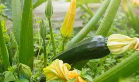 Cultivo de calabacín: cultivo orgánico de calabacines en el jardín de su casa
