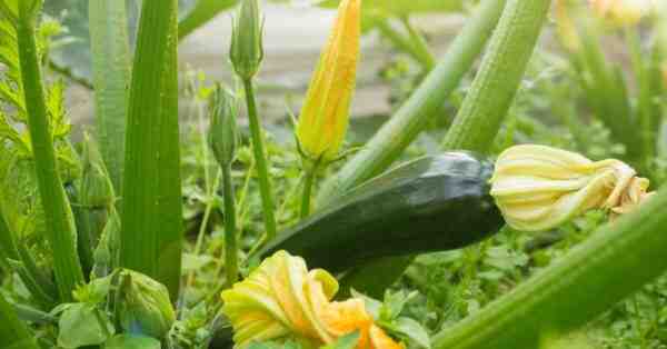 Cultivo de calabacín: cultivo orgánico de calabacines en el jardín de su casa