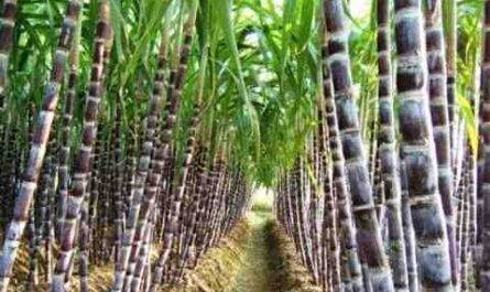 Cultivo de caña de azúcar: negocio de cultivo de caña de azúcar para principiantes