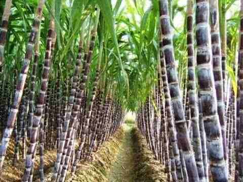 Cultivo de caña de azúcar: negocio de cultivo de caña de azúcar para principiantes