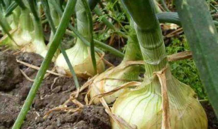 Cultivo de cebollas: cultivo de cebollas orgánicas en el jardín de su casa