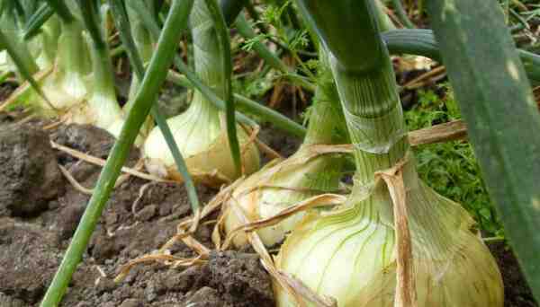 Cultivo de cebollas: cultivo de cebollas orgánicas en el jardín de su casa