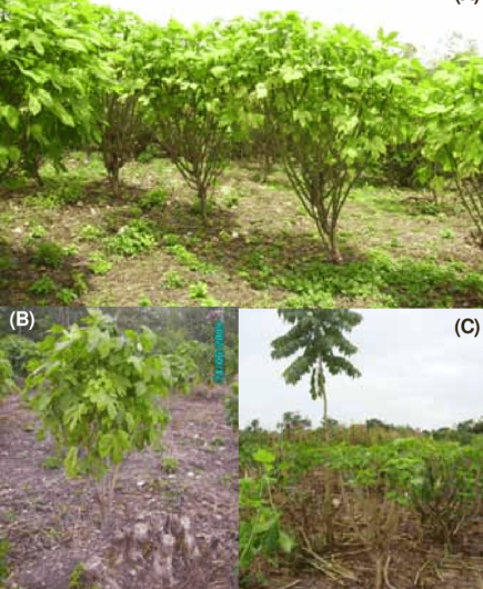 Cultivo de chaya: cultivo orgánico de espinacas de árbol en el jardín de su casa