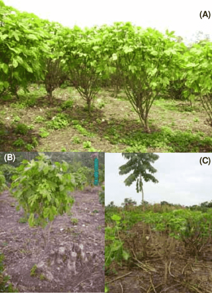 Cultivo de chaya: cultivo orgánico de espinacas de árbol en el jardín de su casa