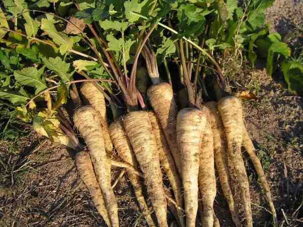 Cultivo de chirivías: cultivo de chirivías orgánicas en el jardín de su casa