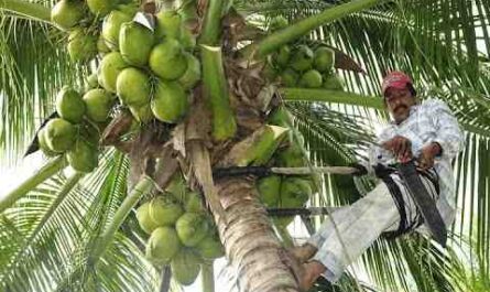 Cultivo de coco: plan de negocios comercial para principiantes
