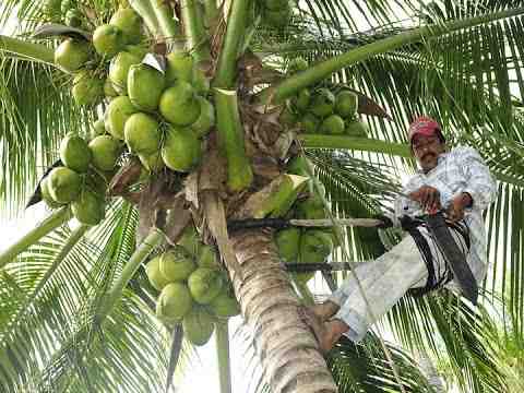 Cultivo de coco: plan de negocios comercial para principiantes