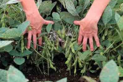 Cultivo de edamame: cultivo orgánico de edamame en el jardín de su casa
