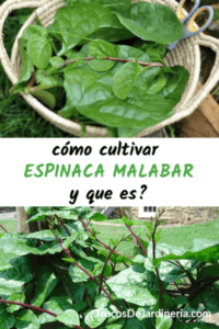 Cultivo de espinacas Malabar: cultivo de espinacas Malabar para principiantes