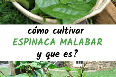 Cultivo de espinacas Malabar: cultivo de espinacas Malabar para principiantes