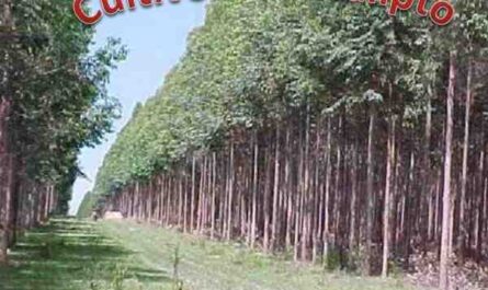 Cultivo de eucalipto: cultivo de árboles de eucalipto para principiantes