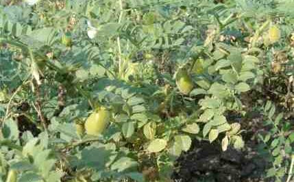 Cultivo de garbanzos: cultivo de gramo de Bengala para principiantes