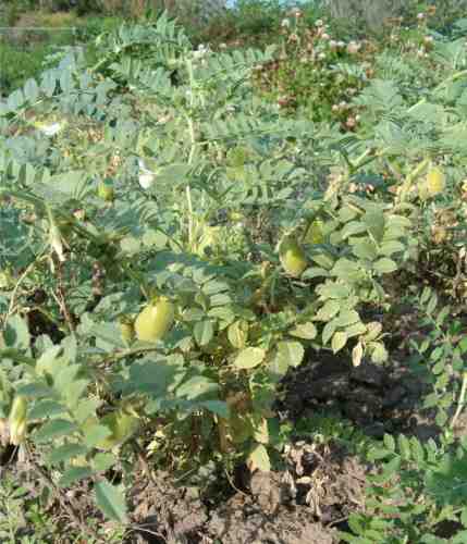 Cultivo de garbanzos: cultivo de gramo de Bengala para principiantes
