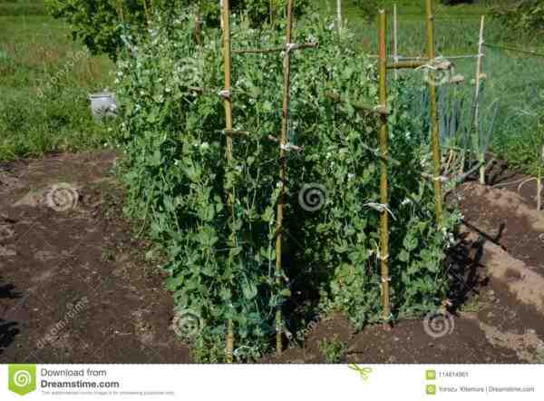 Cultivo de guisantes: cultivo orgánico de guisantes en el jardín de su casa