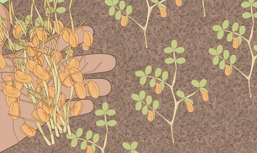 Cultivo de lentejas: Masur / Masoor Negocio Agropecuario con fines de lucro