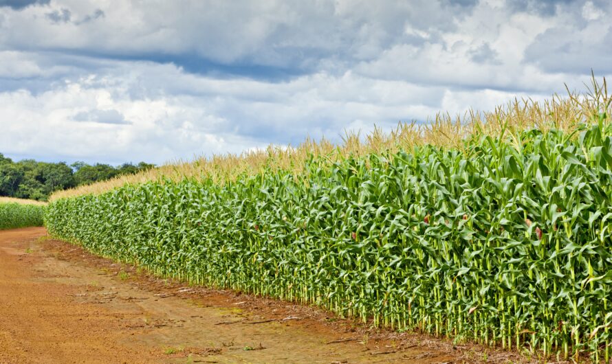 Cultivo de maíz dulce: cultivo orgánico de maíz dulce en el jardín de su casa