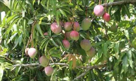 Cultivo de mango: Guía de negocios de producción rentable de mango