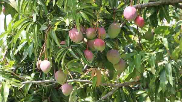 Cultivo de mango: Guía de negocios de producción rentable de mango