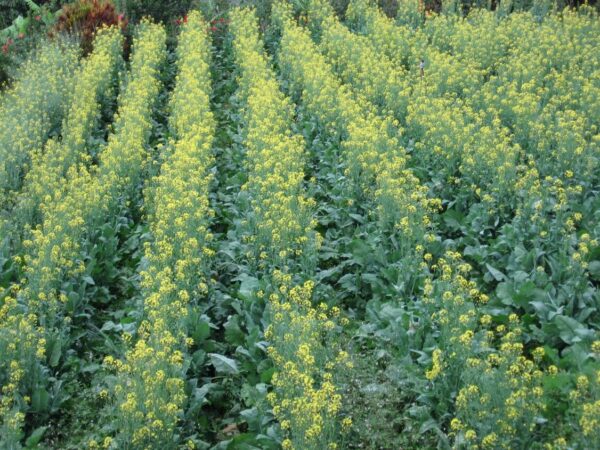 Cultivo de mostaza: cultivo orgánico de mostaza en el jardín de su casa