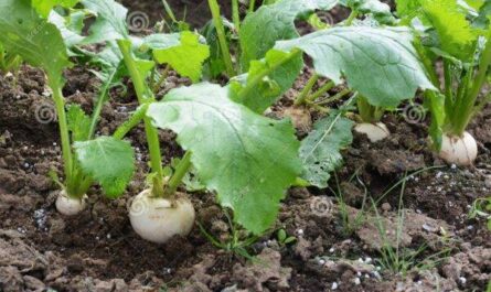 Cultivo de nabos: cultivo orgánico de nabos en el jardín de su casa