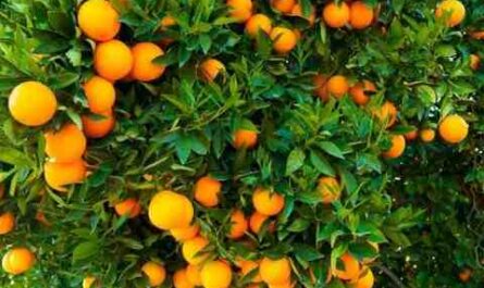 Cultivo de naranjas: guía rentable para emprender negocios para principiantes