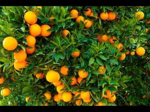 Cultivo de naranjas: guía rentable para emprender negocios para principiantes