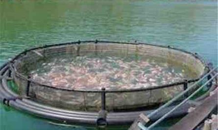 Cultivo de peces de tilapia: guía empresarial completa para principiantes