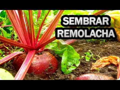 Cultivo de remolacha: cultivo orgánico de remolacha en el jardín de su casa